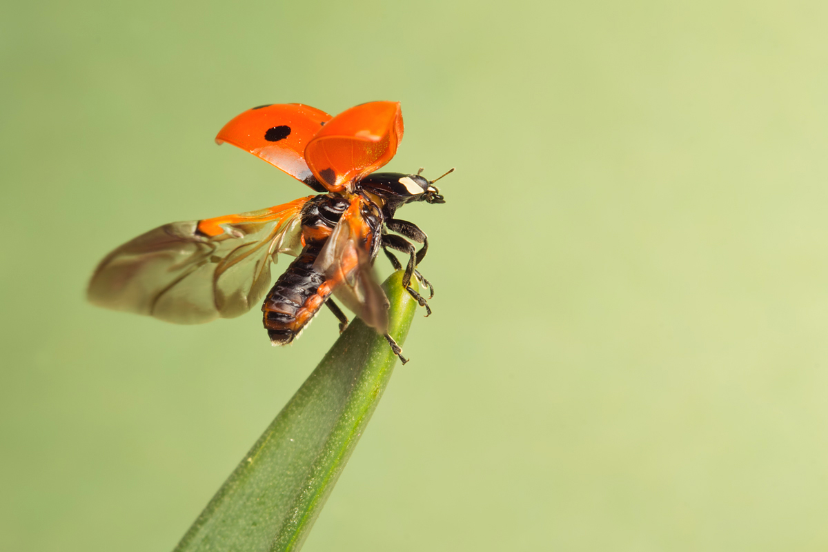 Seven Spot Ladybird Take Off 6